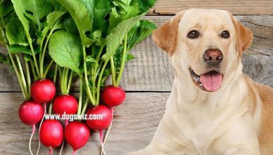Can Dogs Eat Radishes? Yes! And Here Are 8 Nutritional Benefits of Radishes to Dogs