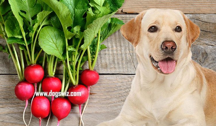 Can Dogs Eat Radishes? Yes! And Here Are 8 Nutritional Benefits of Radishes to Dogs