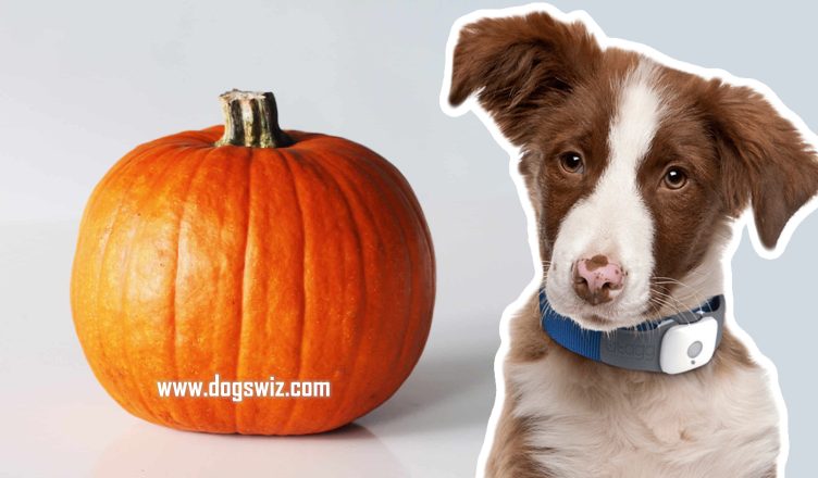 Can Dogs Eat Pumpkin? 7 Surprising Health Benefits of Feeding This Superfood to Dogs