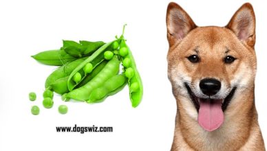 Can Dogs Eat Peas? The Complete Guide on Feeding Peas to Dogs…