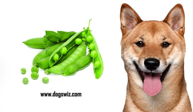 Can Dogs Eat Peas? The Complete Guide on Feeding Peas to Dogs…