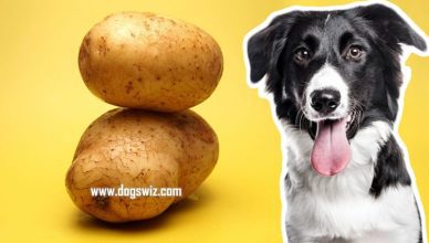 Can Dogs Eat Potatoes? 4 Nutritional Benefits That Show Why You Should Feed Your Dog Potatoes Starting Today!