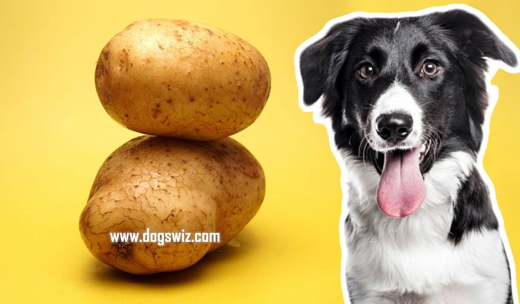 Can Dogs Eat Potatoes? 4 Nutritional Benefits That Show Why You Should Feed Your Dog Potatoes Starting Today!