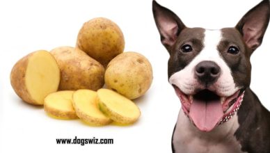 Can Dogs Eat Raw Potatoes? No, Here’s Everything About Solanine Toxicity in Raw Potatoes