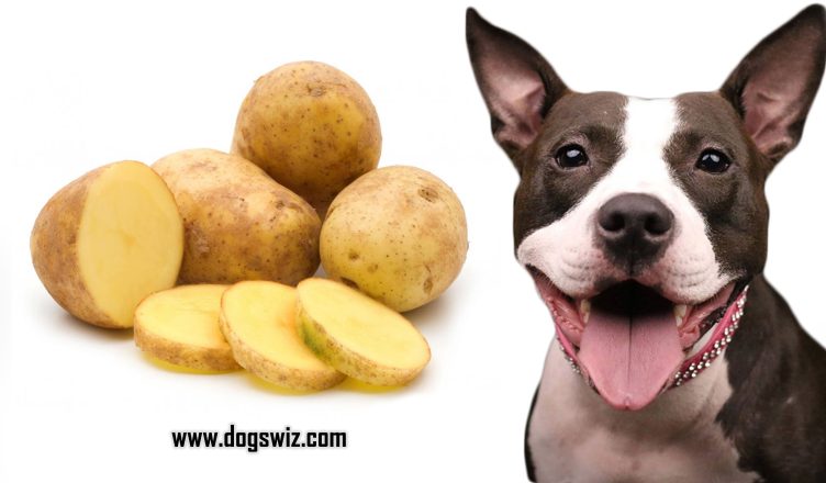 Can Dogs Eat Raw Potatoes? No, Here’s Everything About Solanine Toxicity in Raw Potatoes