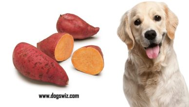 Can Dogs Eat Sweet Potatoes? Amazing Health Benefits of Feeding Sweet Potatoes to Dogs Explained!