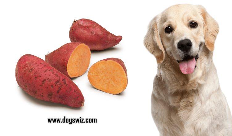 Can Dogs Eat Sweet Potatoes? Amazing Health Benefits of Feeding Sweet Potatoes to Dogs Explained!