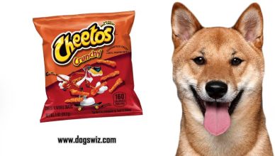 Can Dogs Eat Cheetos? No, This Is Why You Should Keep Your Dog Away from Eating Cheetos