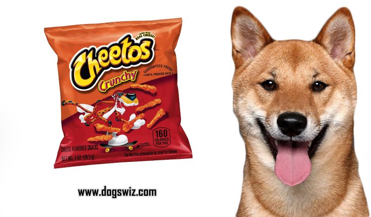 Can Dogs Eat Cheetos? No, This Is Why You Should Keep Your Dog Away from Eating Cheetos