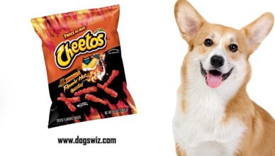 Can Dogs Eat Hot Cheetos? How Hot Cheetos Is Dangerous for Dogs’ Health