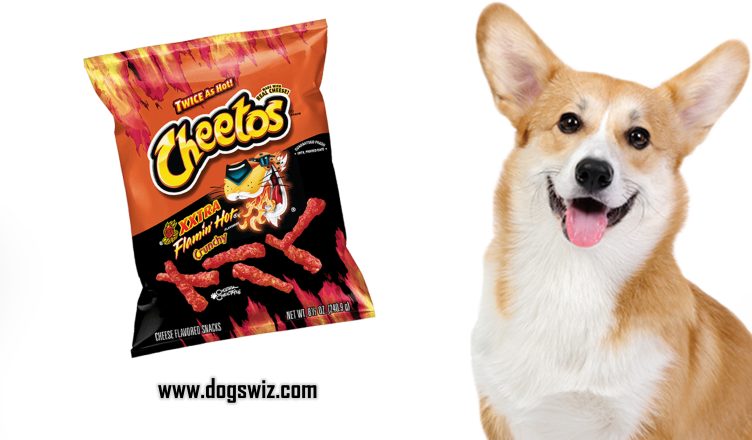 Can Dogs Eat Hot Cheetos? How Hot Cheetos Is Dangerous for Dogs’ Health