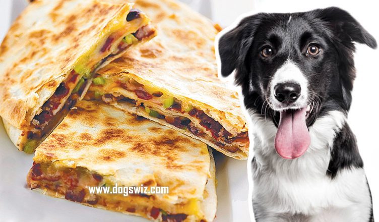 Can Dogs Eat Quesadillas? 3 Major Ingredients That Make Quesadillas Dangerous for Dogs