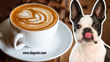 Can Dogs Drink Coffee? Absolutely No! This Is What Happens When Dogs Drink Coffee