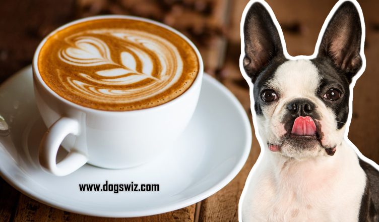 Can Dogs Drink Coffee? Absolutely No! This Is What Happens When Dogs Drink Coffee