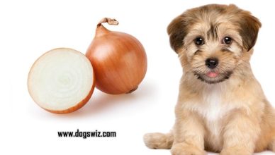Can Dogs Eat Onions? Everything About Onion Toxicity in Dogs That You Should Know