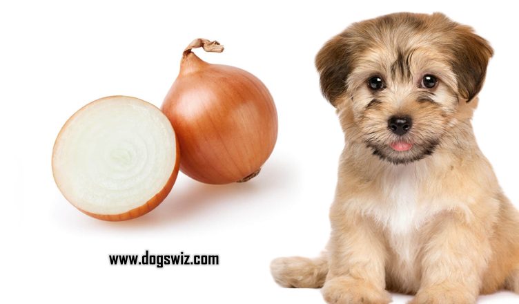 Can Dogs Eat Onions? Everything About Onion Toxicity in Dogs That You Should Know