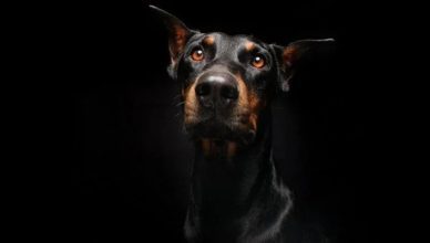 Can Dogs See In The Dark? Yes, Here’s The Complete Guide To Canine Vision