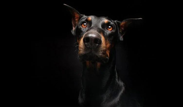 Can Dogs See In The Dark? Yes, Here’s The Complete Guide To Canine Vision
