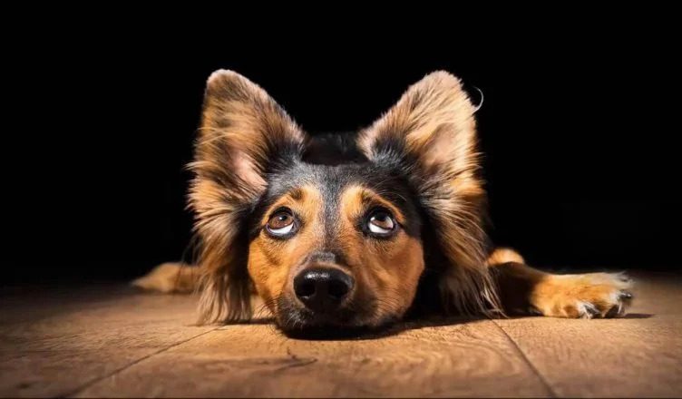 Can Dogs See Better in The Dark? 3 Key Reasons Why Dogs Can See Better in The Dark
