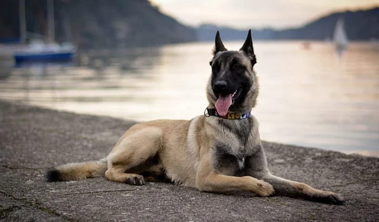 50 Of The Best Belgian Malinois Pictures (From Instagram)