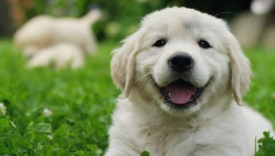 Can Dogs Smile? 3 Types Of Canine Smiles And The Hidden Meaning Behind Them