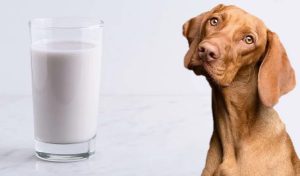 View of Lactose Intolerance in Dogs: 5 Common Symptoms and Factors Influencing ...