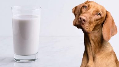 Lactose Intolerance in Dogs: 5 Common Symptoms and Factors Influencing Lactose Allergy in Dogs