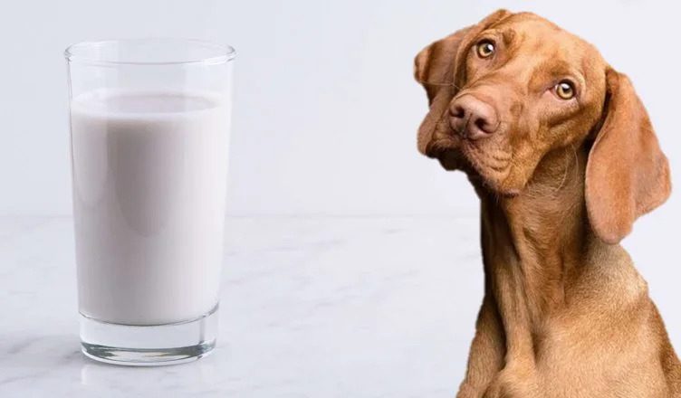 Lactose Intolerance in Dogs: 5 Common Symptoms and Factors Influencing Lactose Allergy in Dogs