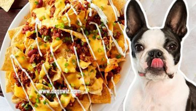 Can Dogs Eat Nachos? Yes, But Know These Risks First!