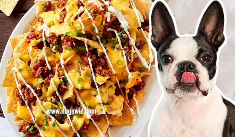Can Dogs Eat Nachos? Yes, But Know These Risks First!
