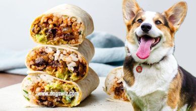 Can Dogs Eat Burritos? Yes, But You Better Feed Them The Home-Made Kind Only