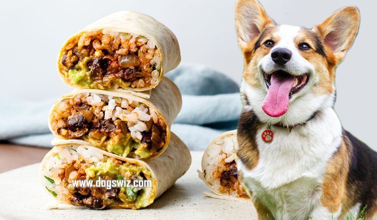 Can Dogs Eat Burritos? Yes, But You Better Feed Them The Home-Made Kind Only