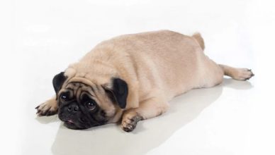 Obesity In Dogs: Causes, Warning Signs, Prevention And Treatment- Explained