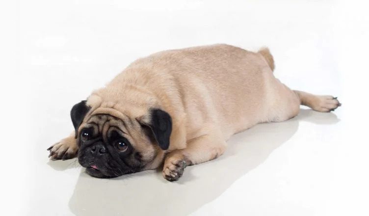 Obesity In Dogs: Causes, Warning Signs, Prevention And Treatment- Explained