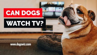 Can Dogs Watch TV? Yes, Here’s What Dogs See When Watching Television