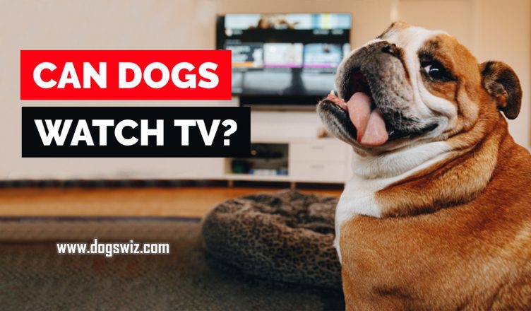 Can Dogs Watch TV? Yes, Here’s What Dogs See When Watching Television