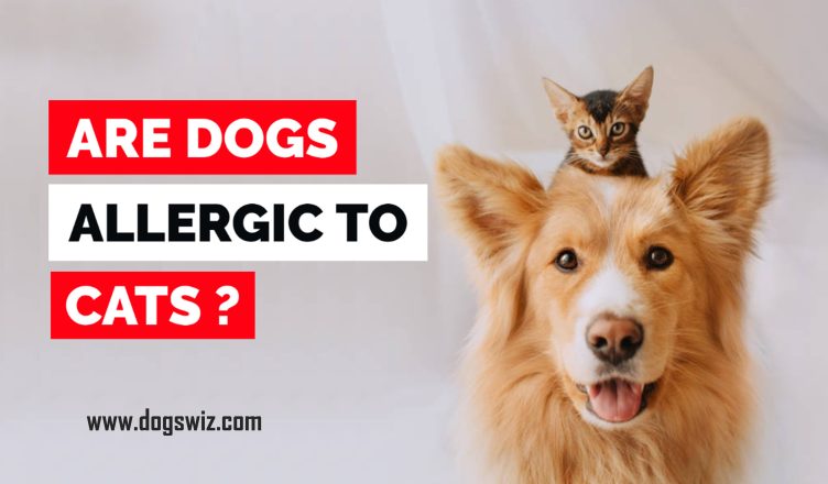 Can Dogs Be Allergic to Cats? What Dog Owners Should Know Before Getting a Cat