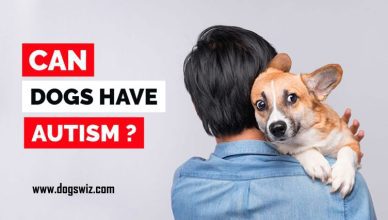 Can Dogs Have Autism? 9 Promising Things You Can Do To Tackle Canine Autism