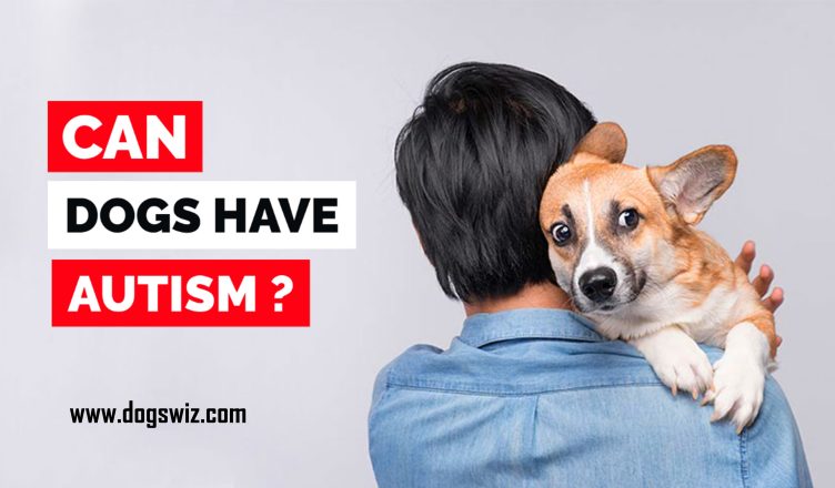 Can Dogs Have Autism? 9 Promising Things You Can Do To Tackle Canine Autism