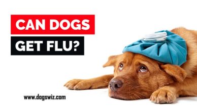 Can Dogs Get the Flu? Yes, Here Are 5 Precautions You Can Take to Prevent Dogs From Getting the Flu