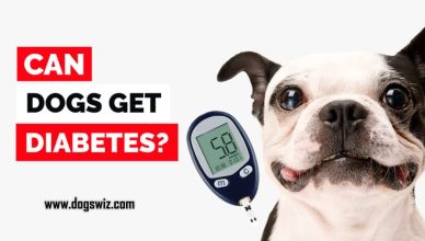 Can Dogs Get Diabetes? Yes, Here Are 6 Major Risk Factors, Symptoms, And Treatment for Canine Diabetes