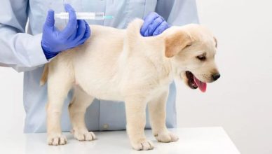 How To Inject Insulin Shot to A Diabetic Dog? Here Are 10 Safe Steps to Follow!
