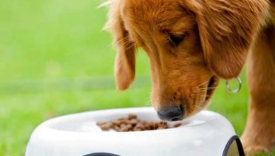 How To Manage a Diet for Dogs with Diabetes? Check Out These 5 Top Tips!