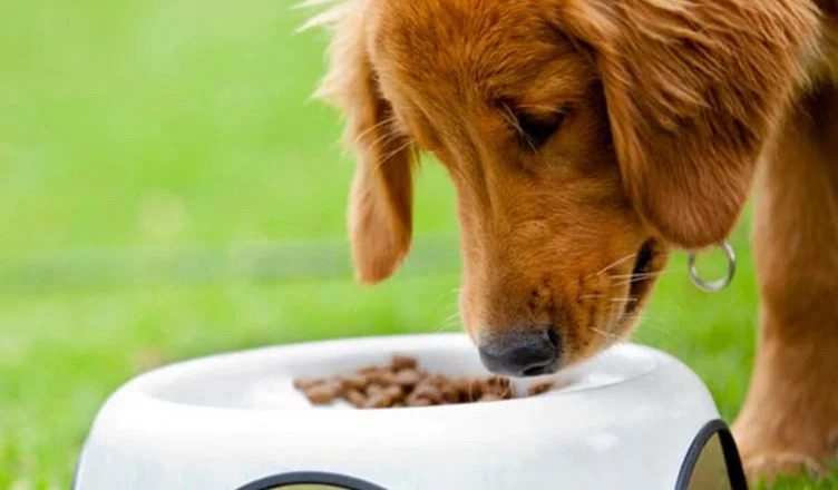 How To Manage a Diet for Dogs with Diabetes? Check Out These 5 Top Tips!