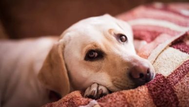 7 Signs That Your Dog Is Diabetic!