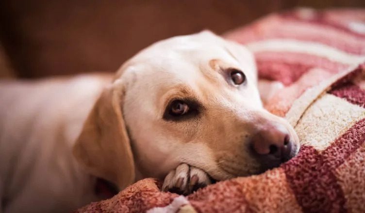 7 Signs That Your Dog Is Diabetic!