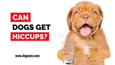 Can Dogs Get Hiccups? Yes, 3 Potential Causes as To Why Your Dog Hiccups