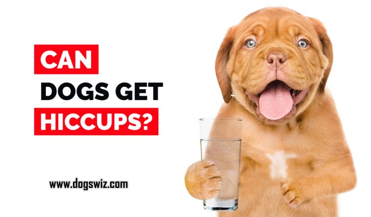 Can Dogs Get Hiccups? Yes, 3 Potential Causes as To Why Your Dog Hiccups