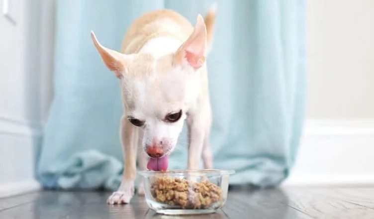 Can Dogs Get Hiccups from Eating Too Fast? 5 Ways to Prevent Hiccups in Hyperactive Dogs