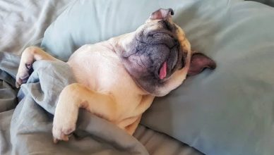 Can Dogs Get Hiccups When Sleeping? Yes, Here Are 5 Reasons Why…
